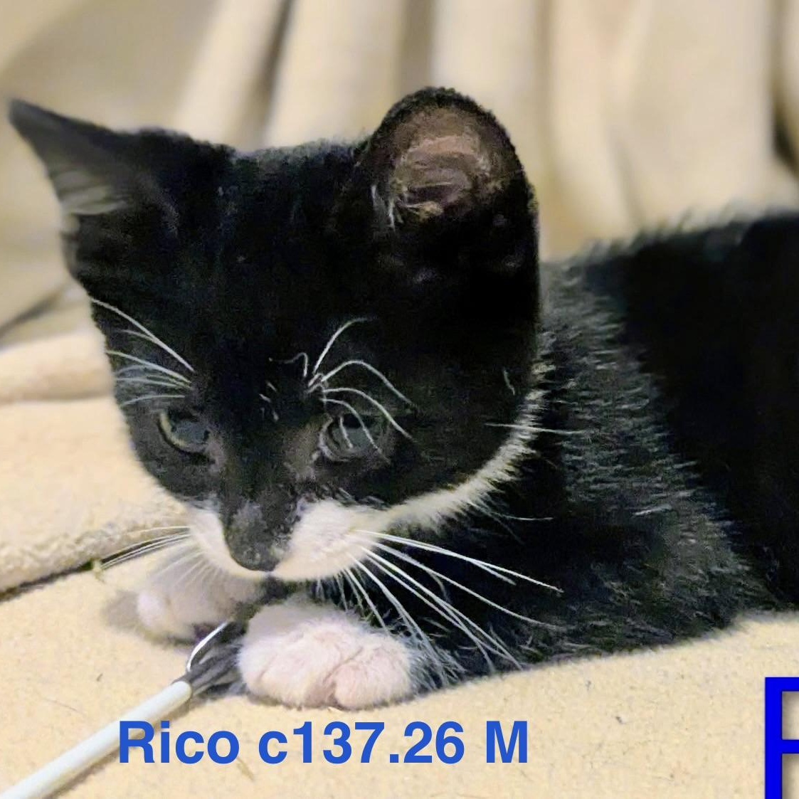 Foster Rico, Adoptable, Kitten Male Domestic Short Hair.