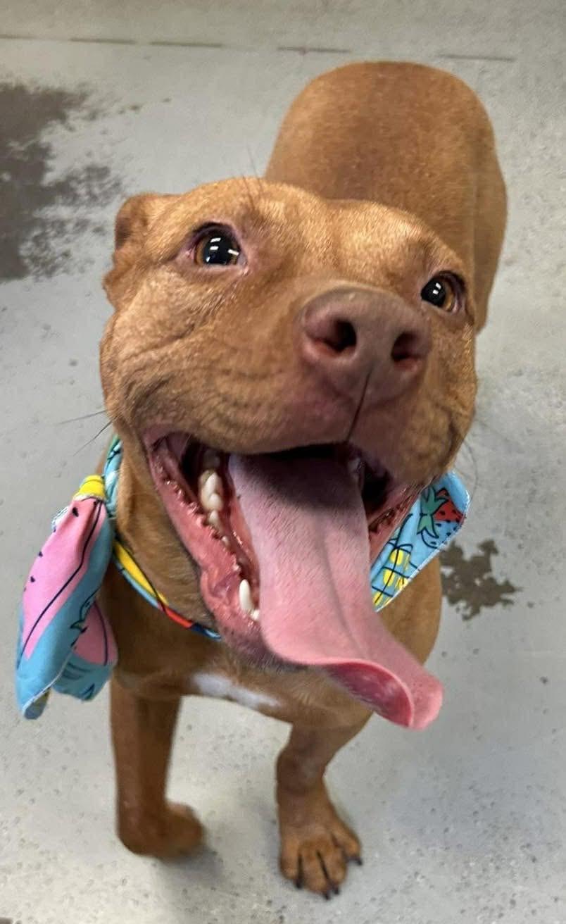 Bindi, Adoptable, Adult Male Pit Bull Terrier.
