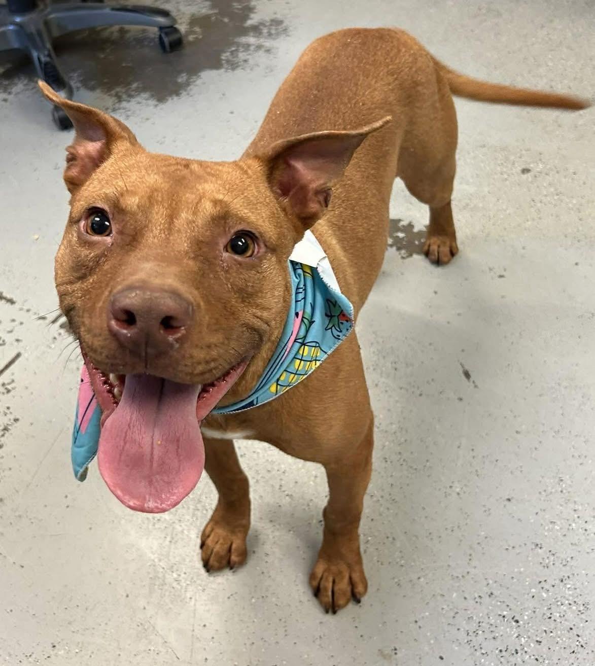 Bindi, a Adoptable Pit Bull Terrier in Vancouver, WA image 2/6