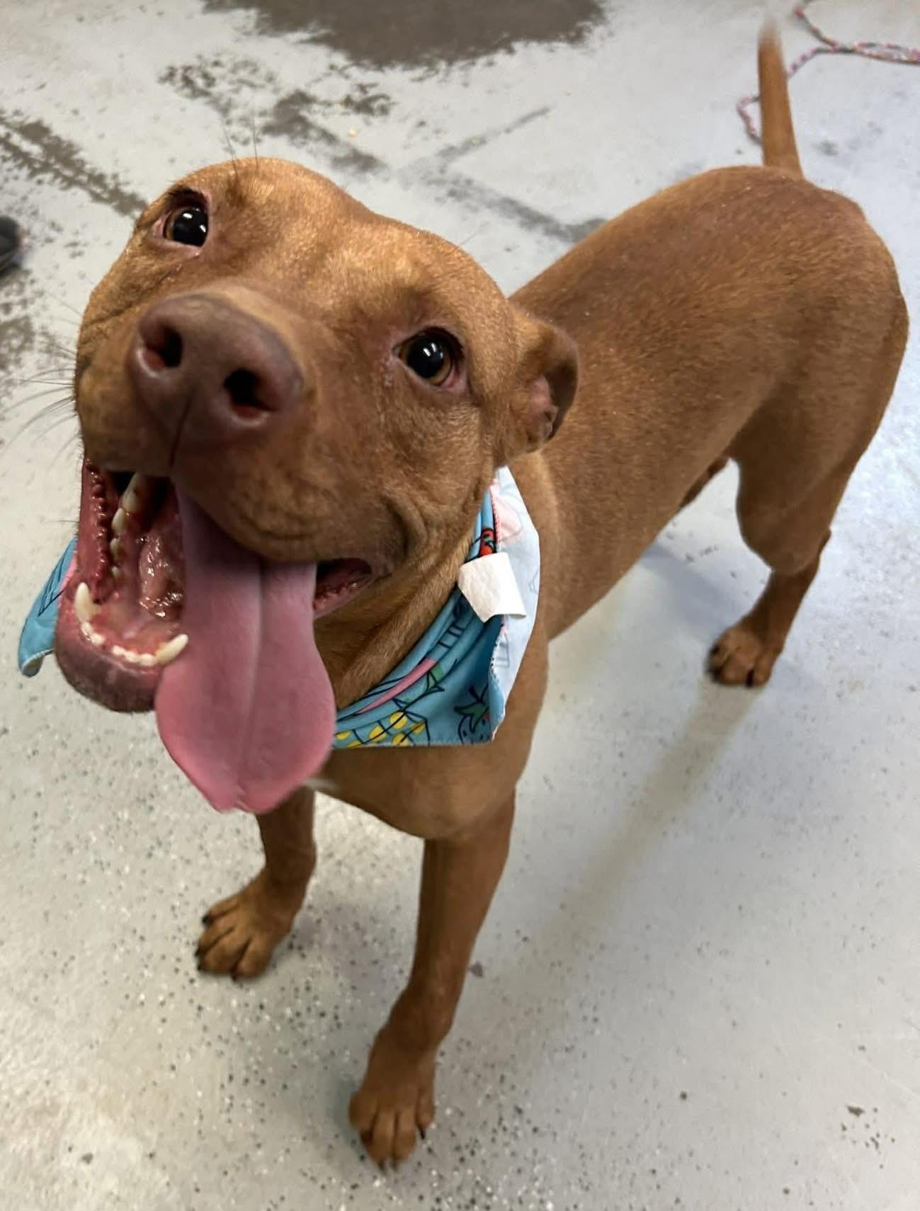 Bindi, a Adoptable Pit Bull Terrier in Vancouver, WA image 3/6