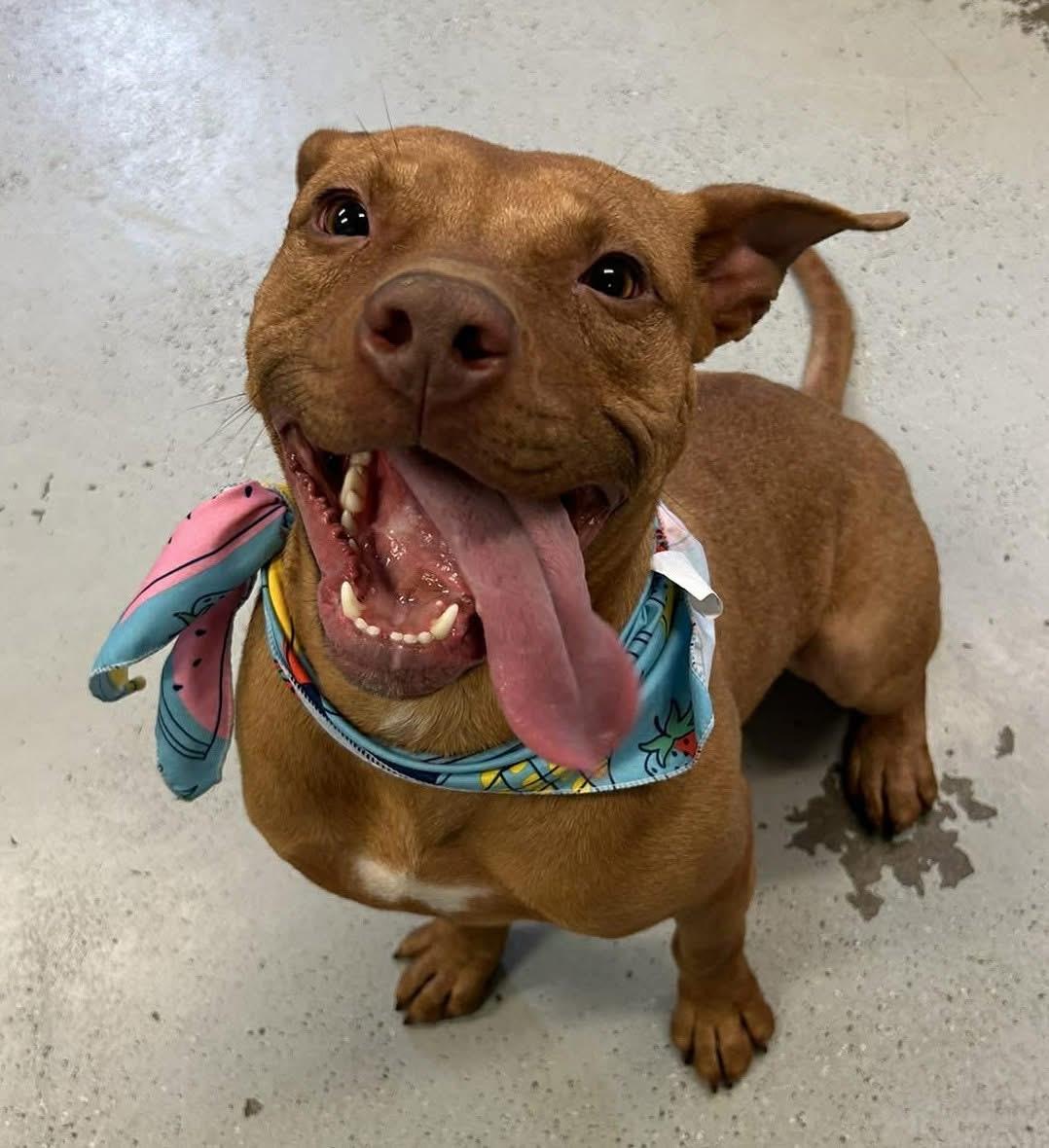 Bindi, a Adoptable Pit Bull Terrier in Vancouver, WA image 4/6