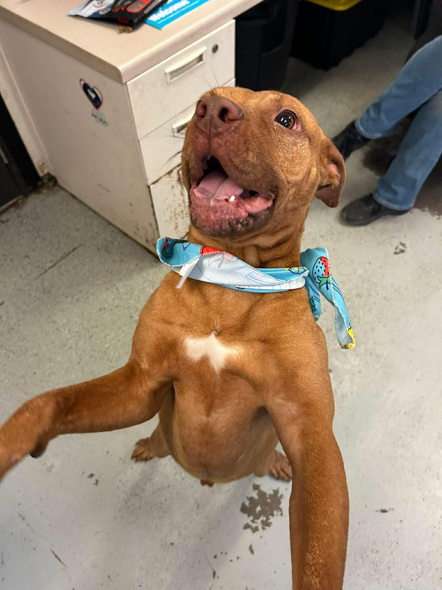 Bindi, a Adoptable Pit Bull Terrier in Vancouver, WA image 5/6