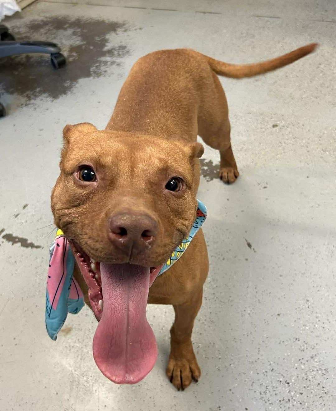 Bindi, a Adoptable Pit Bull Terrier in Vancouver, WA image 6/6