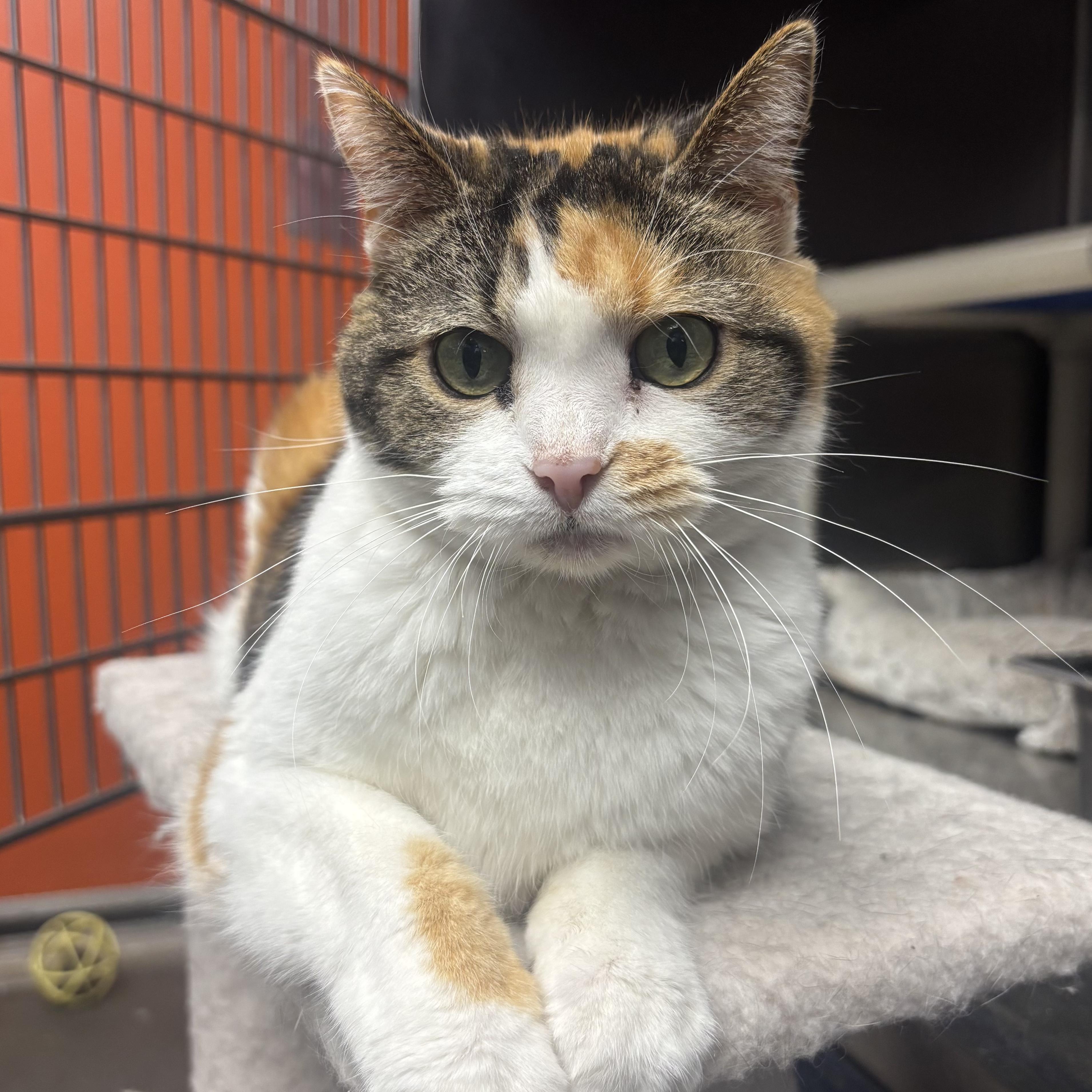 Taffy, a ADOPTABLE Domestic Short Hair in Waynesburg, PA image 6/6