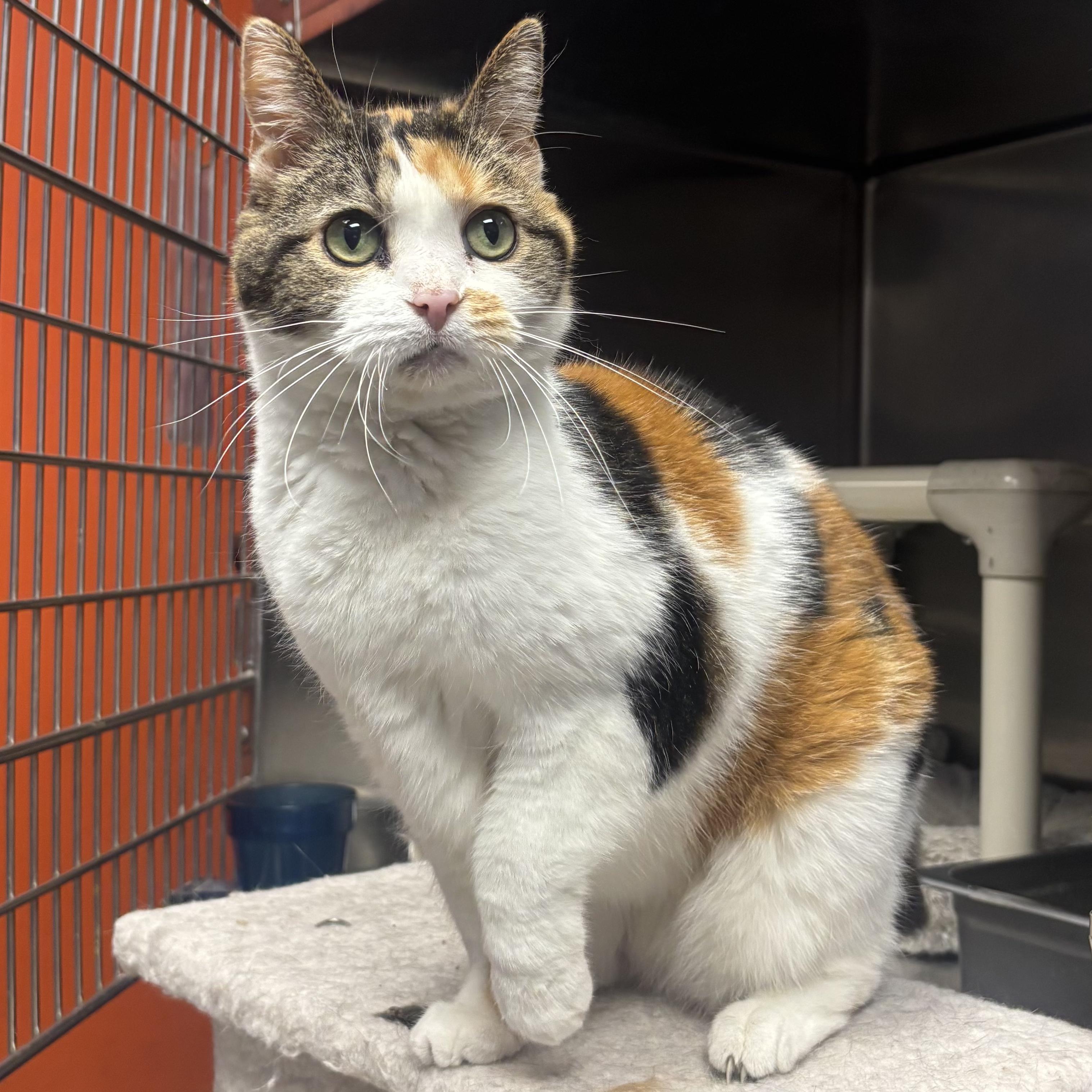 Taffy, a ADOPTABLE Domestic Short Hair in Waynesburg, PA image 1/6