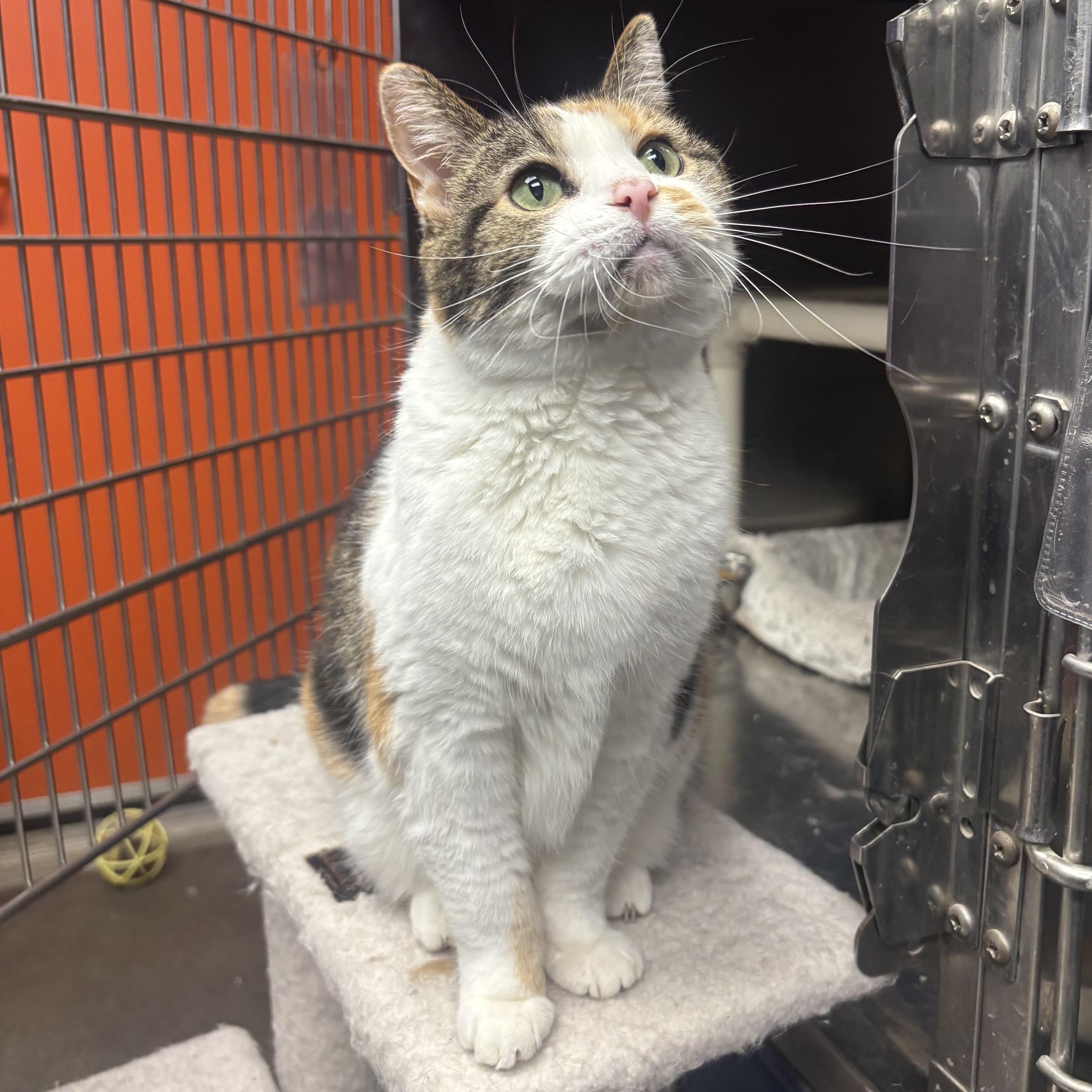 Taffy, a ADOPTABLE Domestic Short Hair in Waynesburg, PA image 2/6