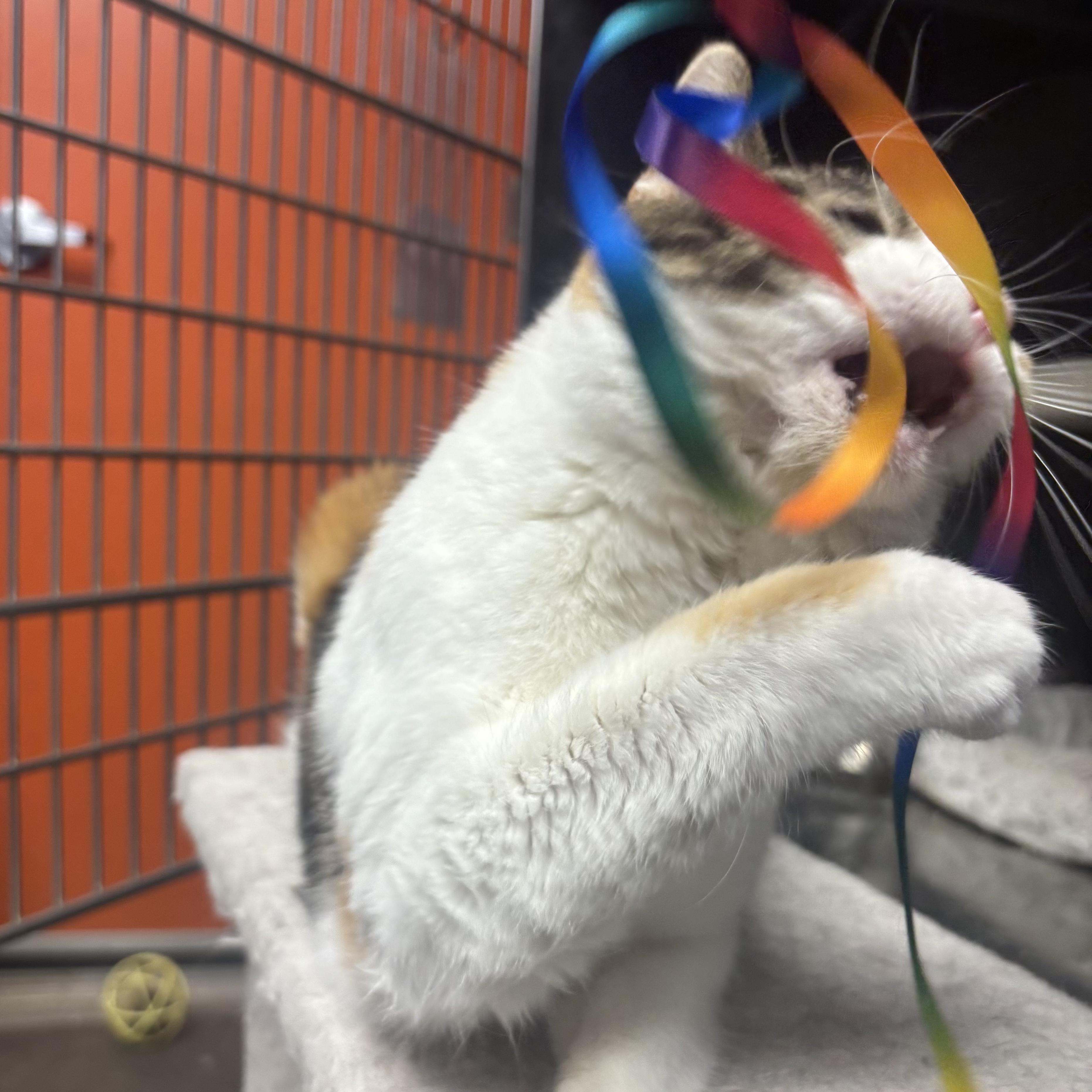 Taffy, a ADOPTABLE Domestic Short Hair in Waynesburg, PA image 3/6