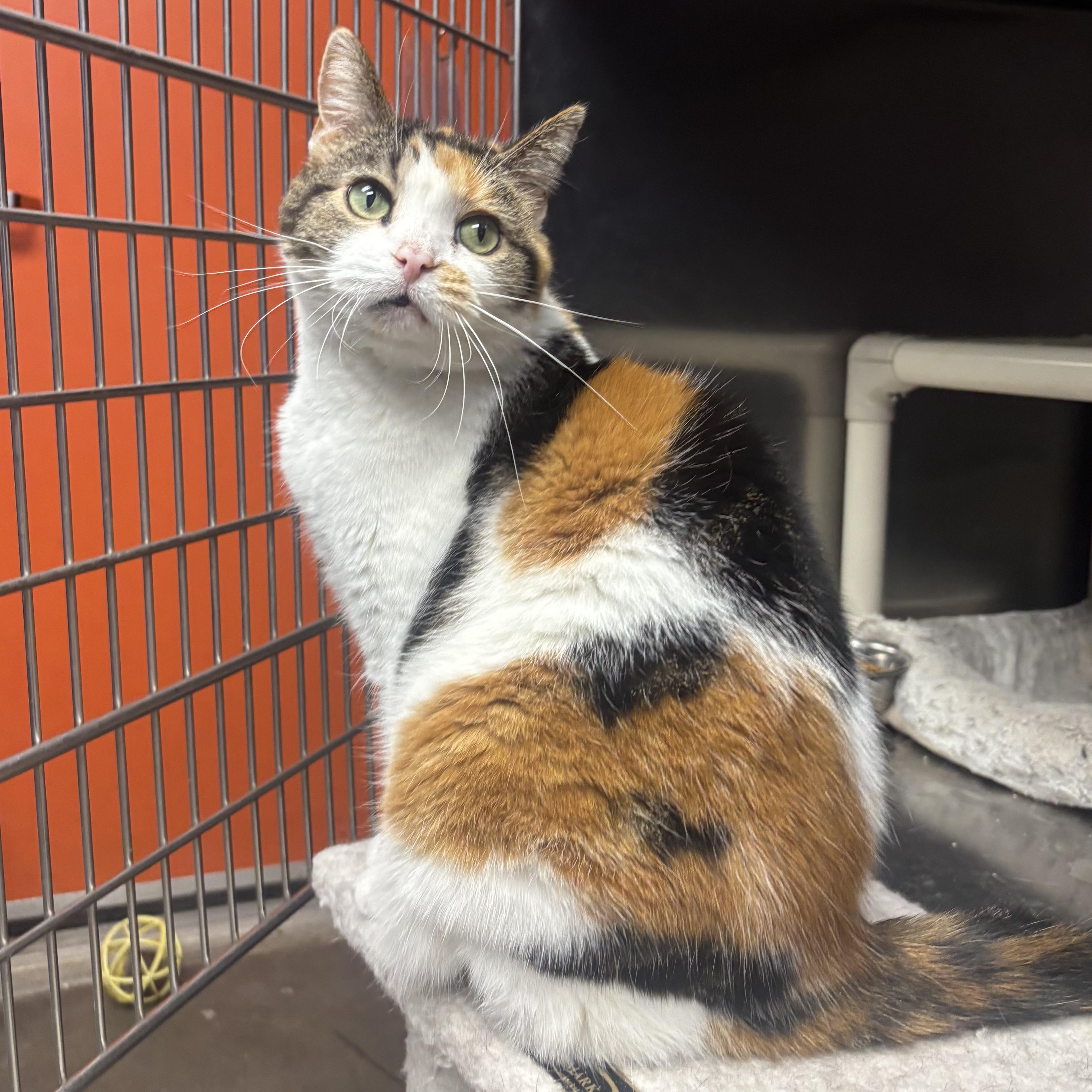 Taffy, a ADOPTABLE Domestic Short Hair in Waynesburg, PA image 5/6