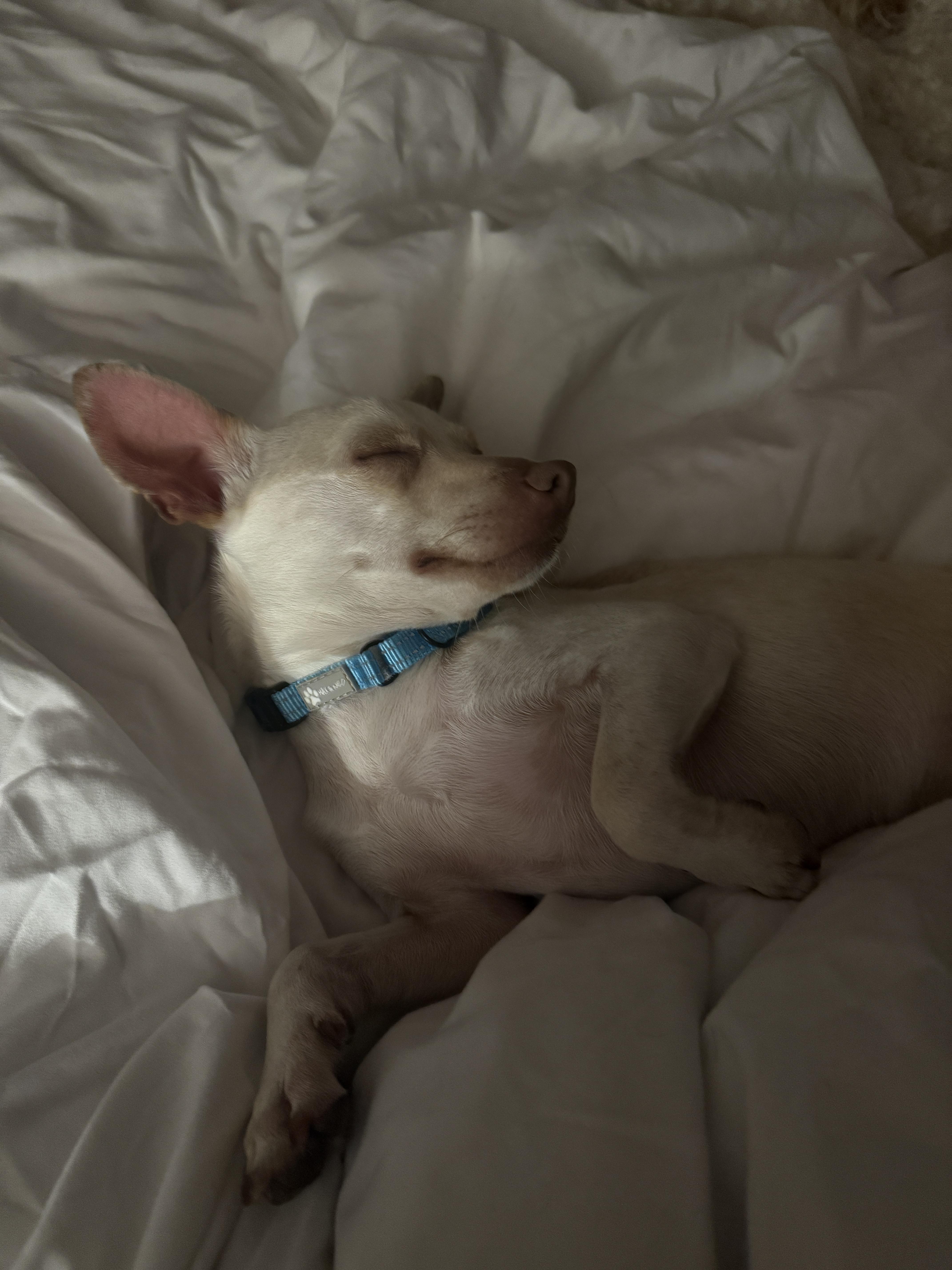 Macaroni, an adopted mixed breed in Boston, MA image 6/6