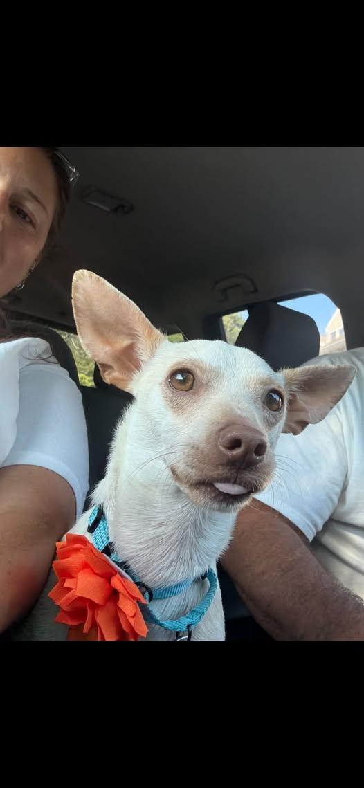 Macaroni, adopted, Young Male Chihuahua.