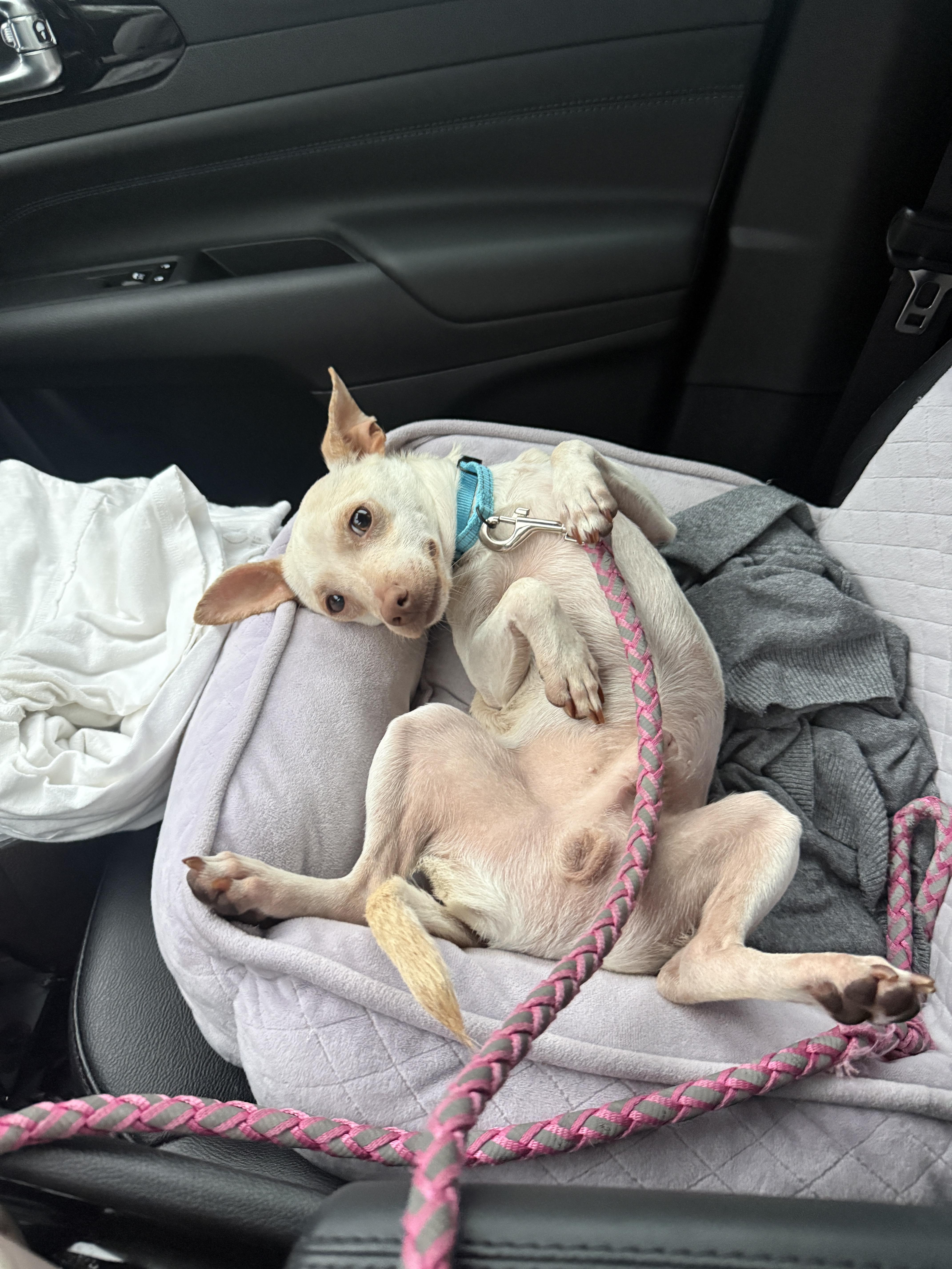 Macaroni, an adopted mixed breed in Boston, MA image 3/6