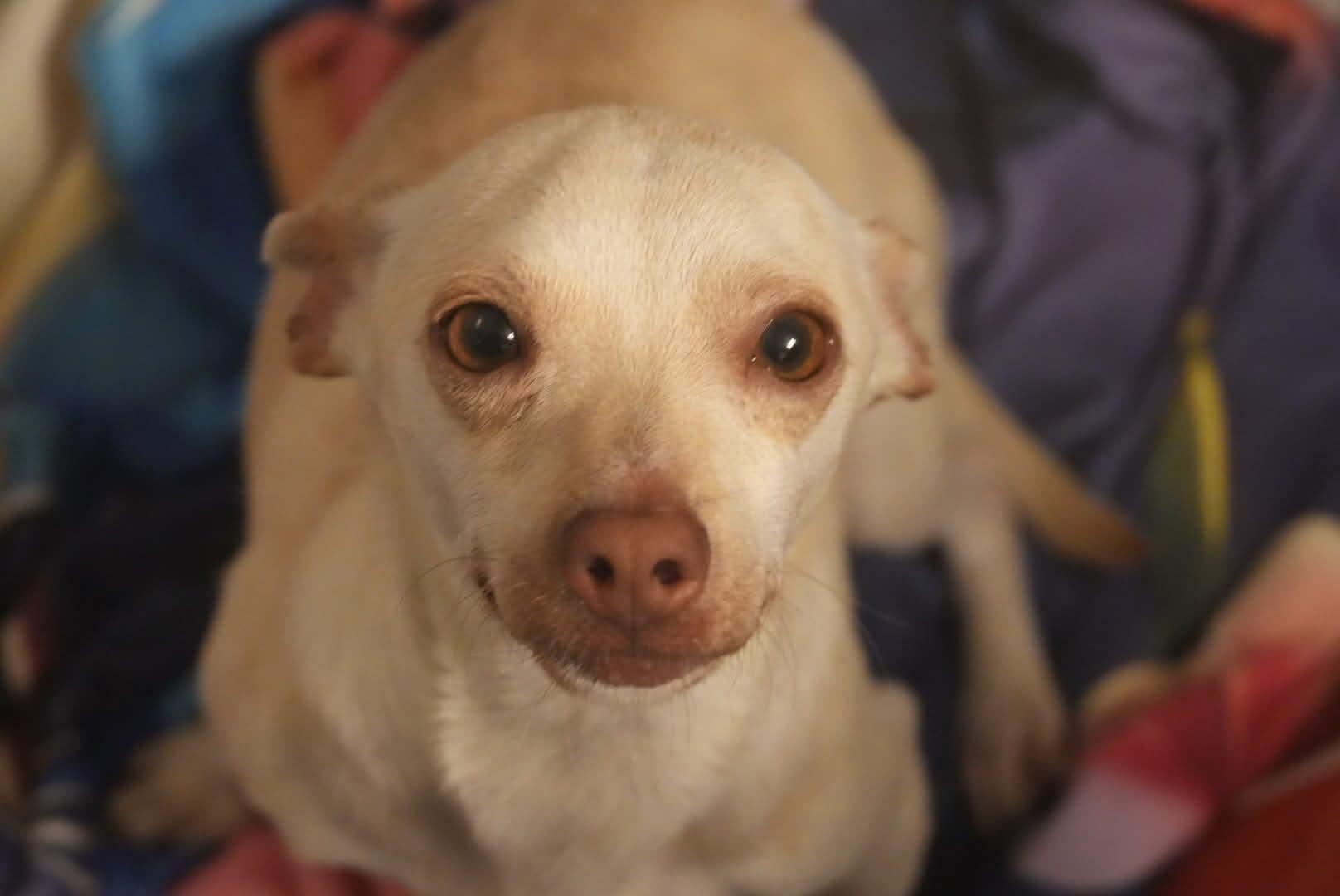 Macaroni, an adopted mixed breed in Boston, MA image 4/6