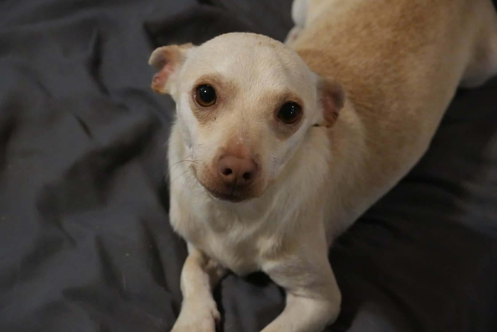 Macaroni, an adopted mixed breed in Boston, MA image 5/6