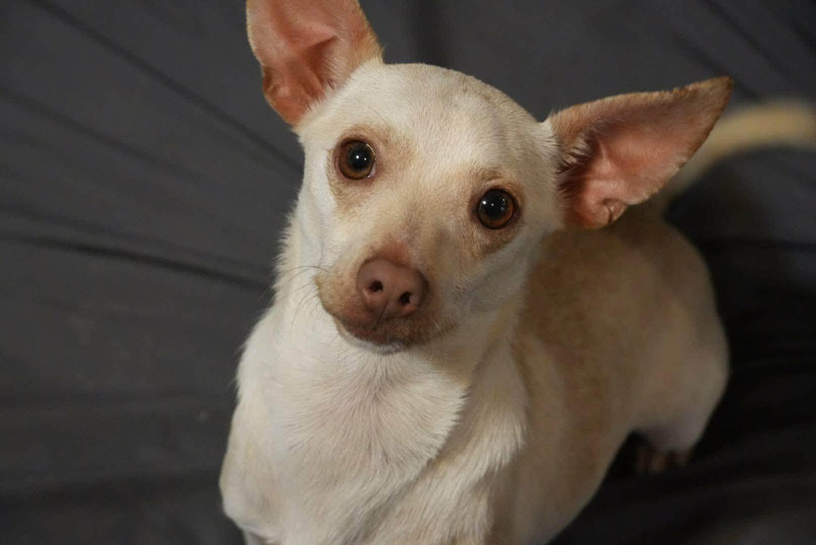 Macaroni, an adopted mixed breed in Boston, MA image 2/6