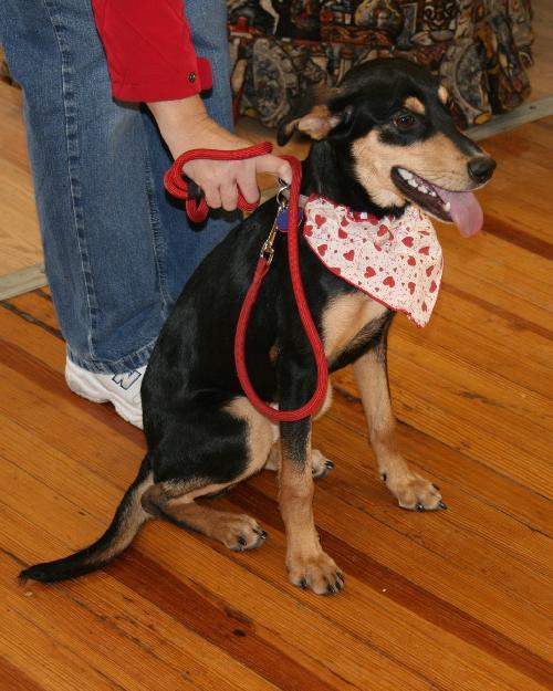 Enlarge Lulu, a Adopted mixed breed in Saint Charles, MO image 1/3