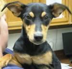 Enlarge Lulu, a Adopted mixed breed in Saint Charles, MO image 2/3