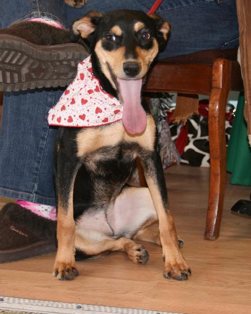 Enlarge Lulu, a Adopted mixed breed in Saint Charles, MO image 3/3