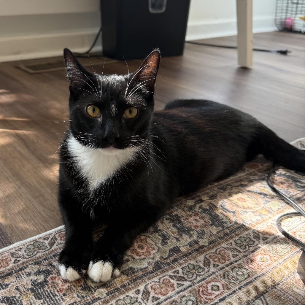 Enlarge Harvey, a Adoptable Domestic Short Hair in Huntsville, AL image 3/6