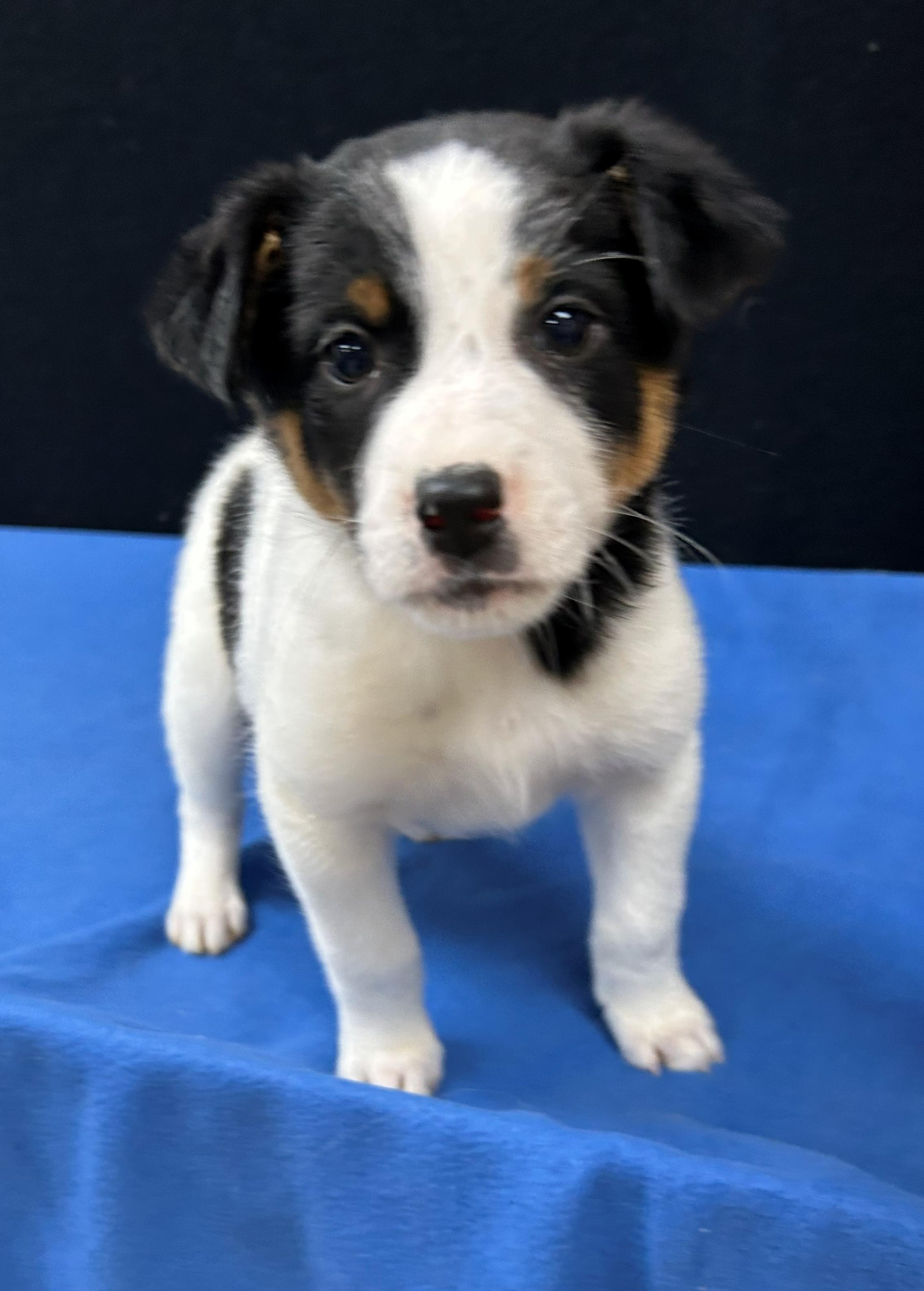 Kaarl, Adoptable, Puppy Male Australian Cattle Dog / Blue Heeler.