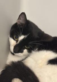 Enlarge Rose, an adopted Domestic Short Hair in Stafford, VA image 1/1