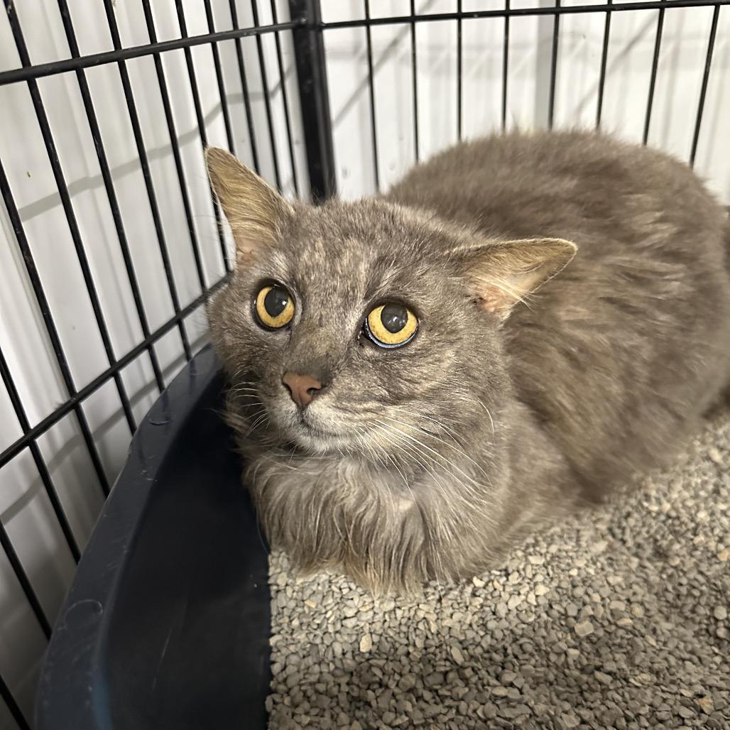 Enlarge Church, a Adoptable Domestic Long Hair in Corbin, KY image 1/1