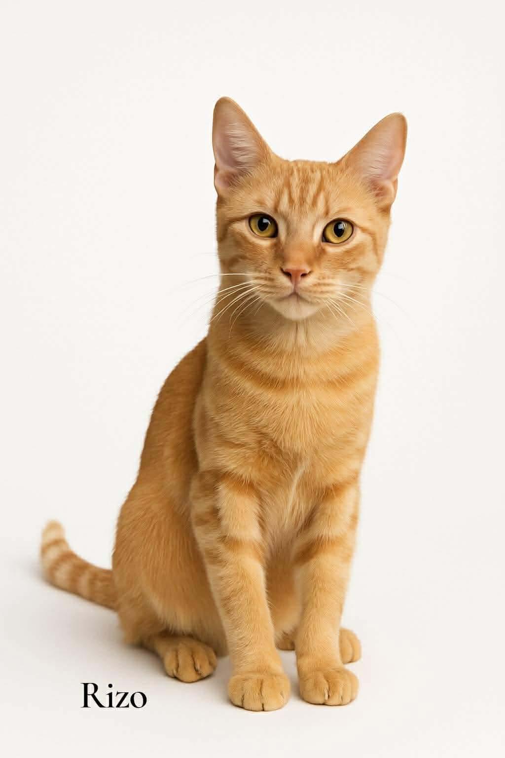 Enlarge Rizo, a ADOPTABLE Domestic Short Hair in Stevensville, MI image 1/1
