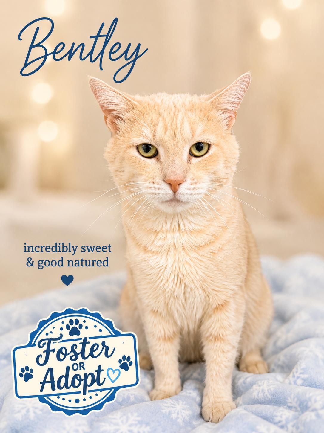Enlarge Bentley (FCID# 07/14/2026 - 131) Willow Grove, a Adoptable American Shorthair in Greenville, DE image 2/3