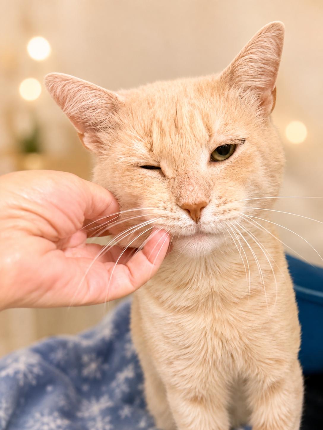 Enlarge Bentley (FCID# 07/14/2026 - 131) Willow Grove, a Adoptable American Shorthair in Greenville, DE image 3/3