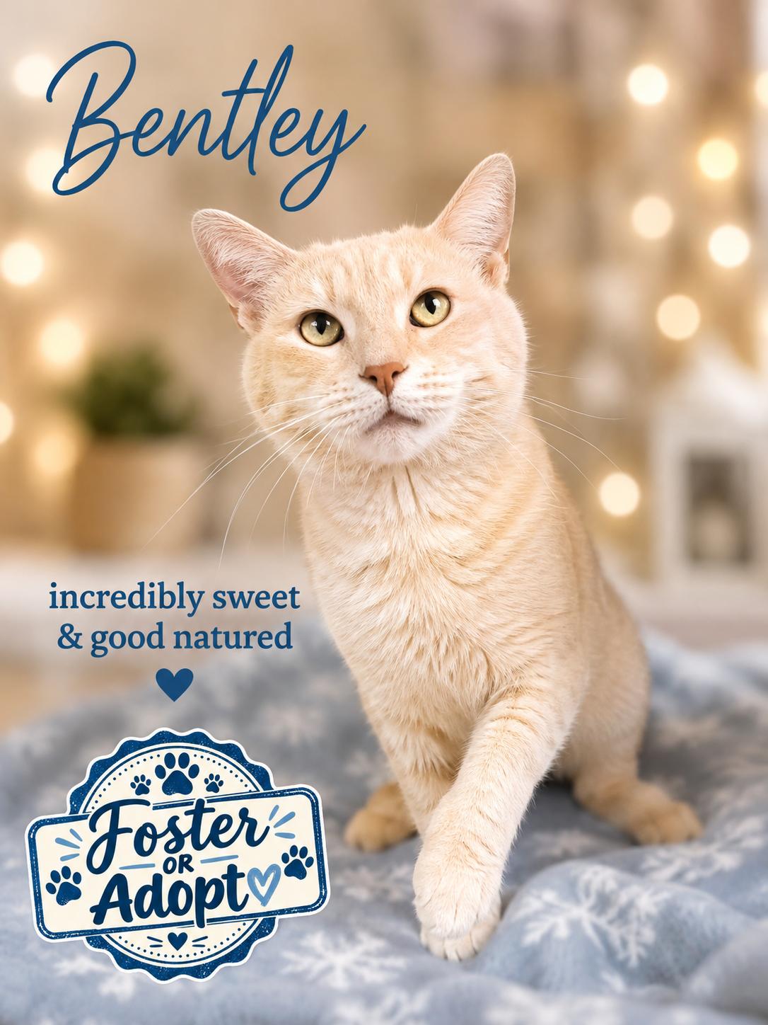 Bentley (FCID# 07/14/2026 - 131) Willow Grove, Adoptable, Adult Male American Shorthair.