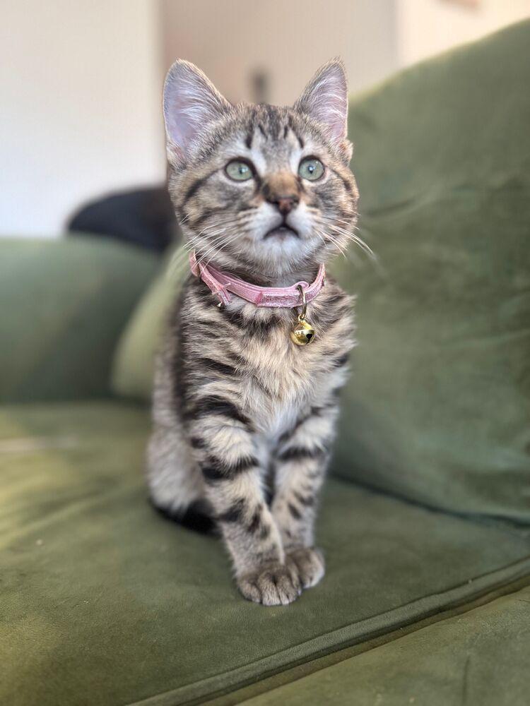 Enlarge Goose, a Adoptable Domestic Short Hair in McPherson, KS image 1/3