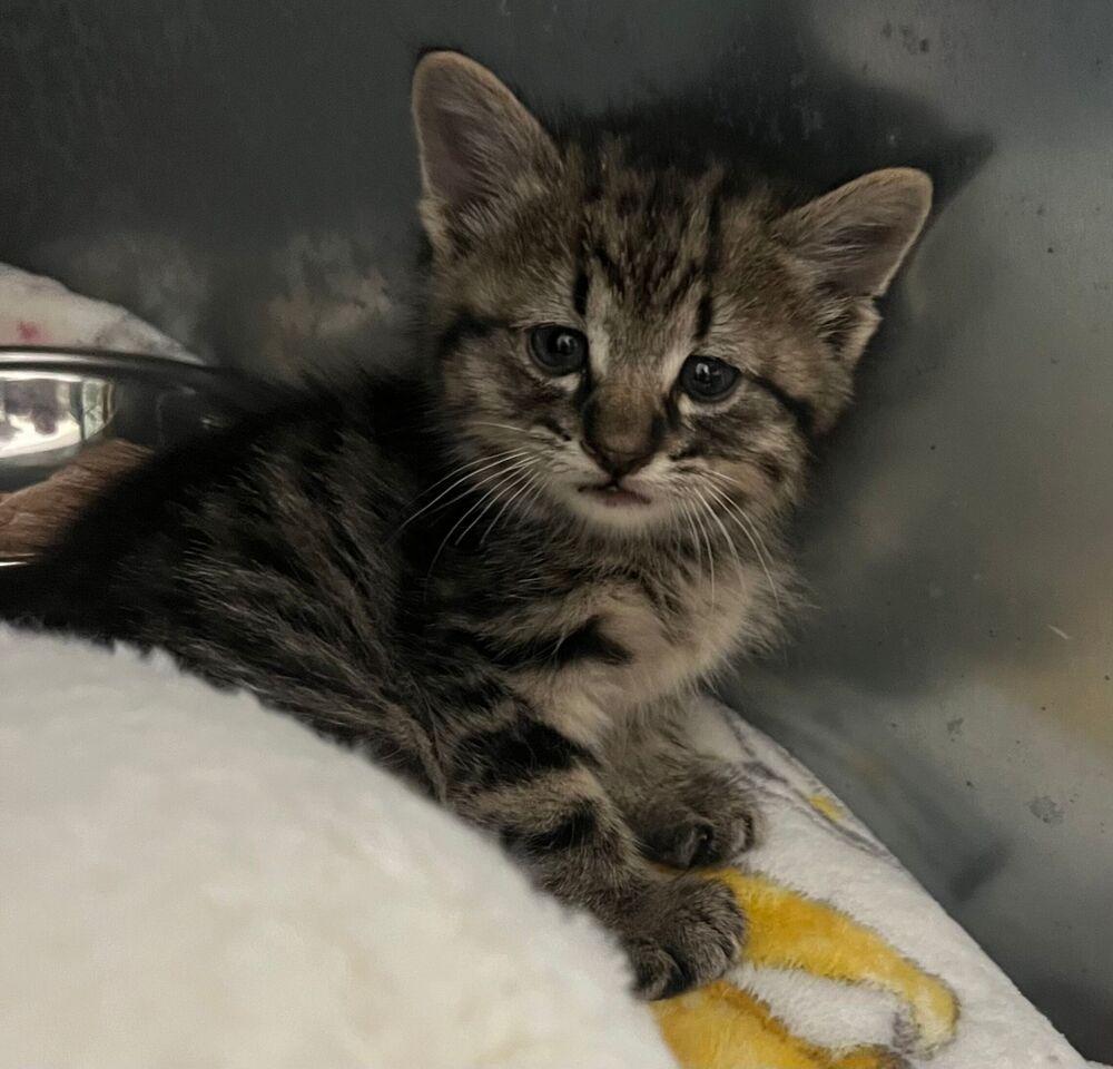 Enlarge Goose, a Adoptable Domestic Short Hair in McPherson, KS image 2/3