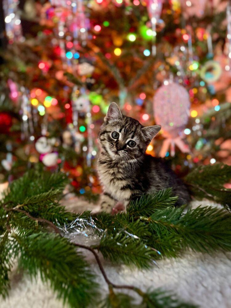 Enlarge Goose, a Adoptable Domestic Short Hair in McPherson, KS image 3/3