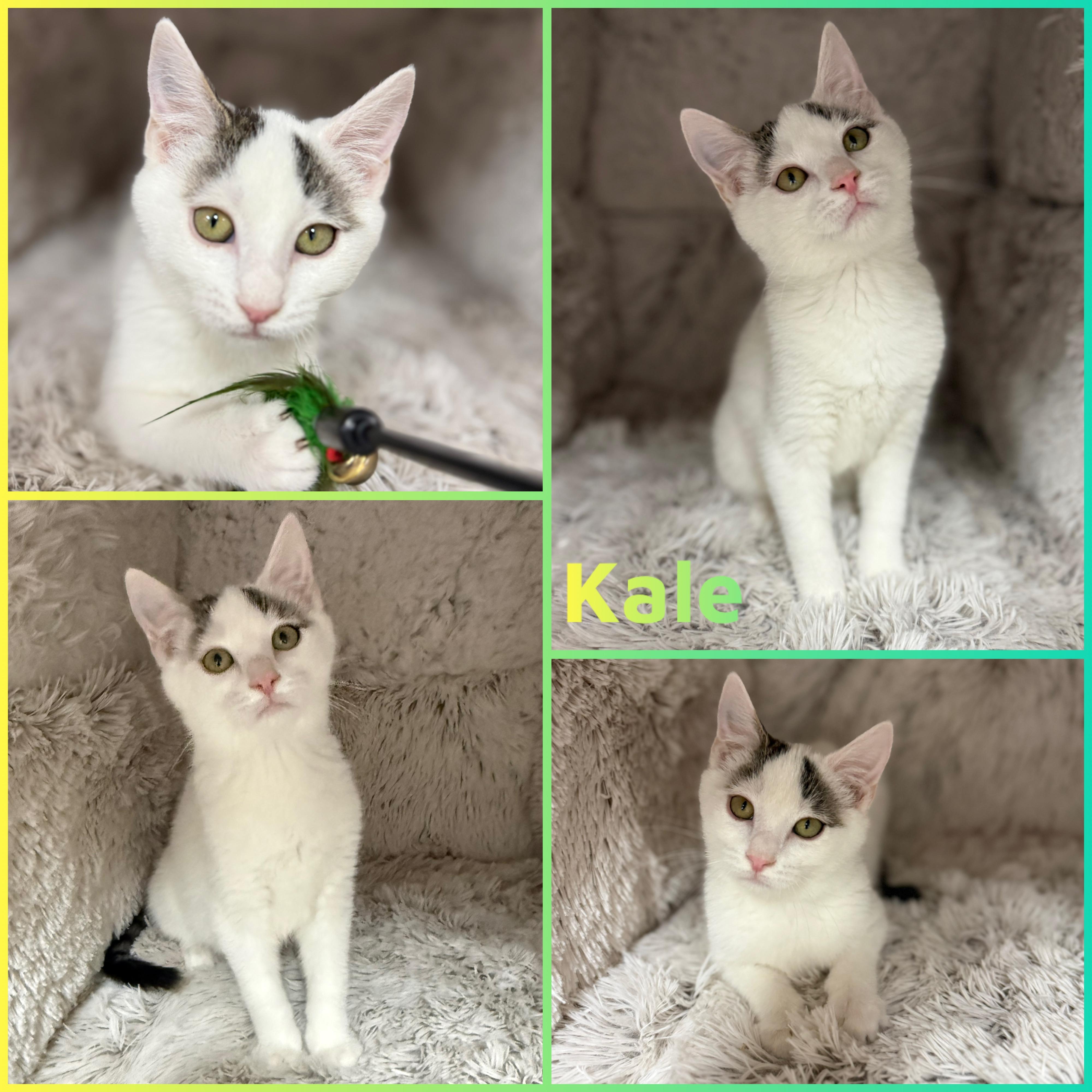 Enlarge Kale, an adoptable Domestic Short Hair in Louisville, KY image 1/1