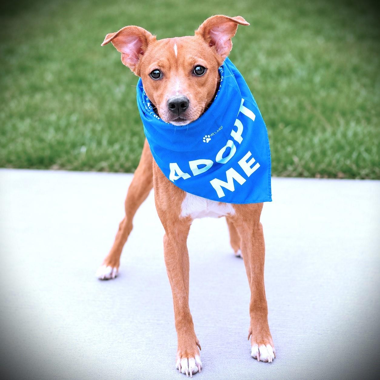 Enlarge Amor, an adoptable mixed breed in Amsterdam, NY image 2/3