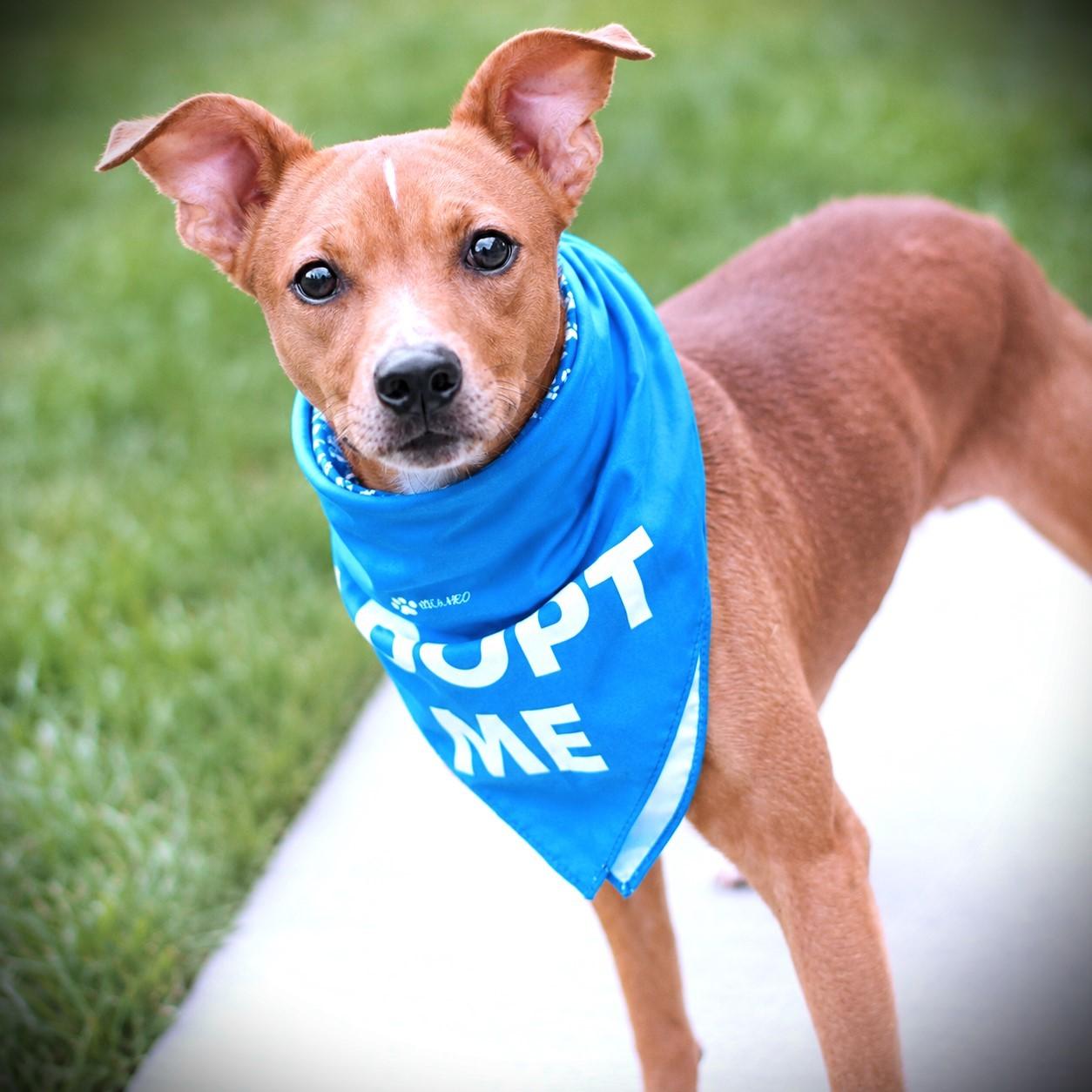 Enlarge Amor, an adoptable mixed breed in Amsterdam, NY image 3/3