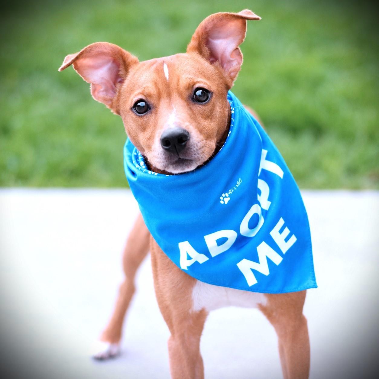 Amor, adoptable, Adult Male Feist.