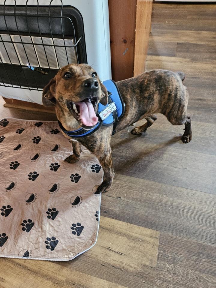 Enlarge Tigger, a Adoptable mixed breed in Jasper, GA image 1/1