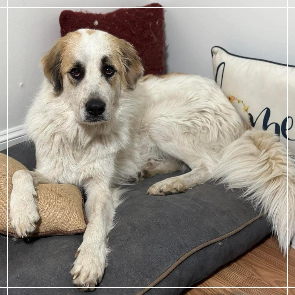 Enlarge Kida, a Adoptable Great Pyrenees in Atlanta, GA image 1/1