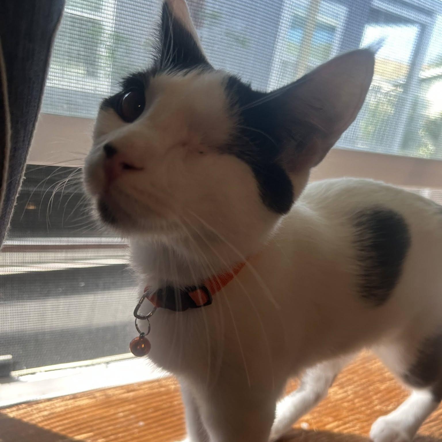 Enlarge Pyrite, a ADOPTABLE Domestic Short Hair in Concord, CA image 2/3