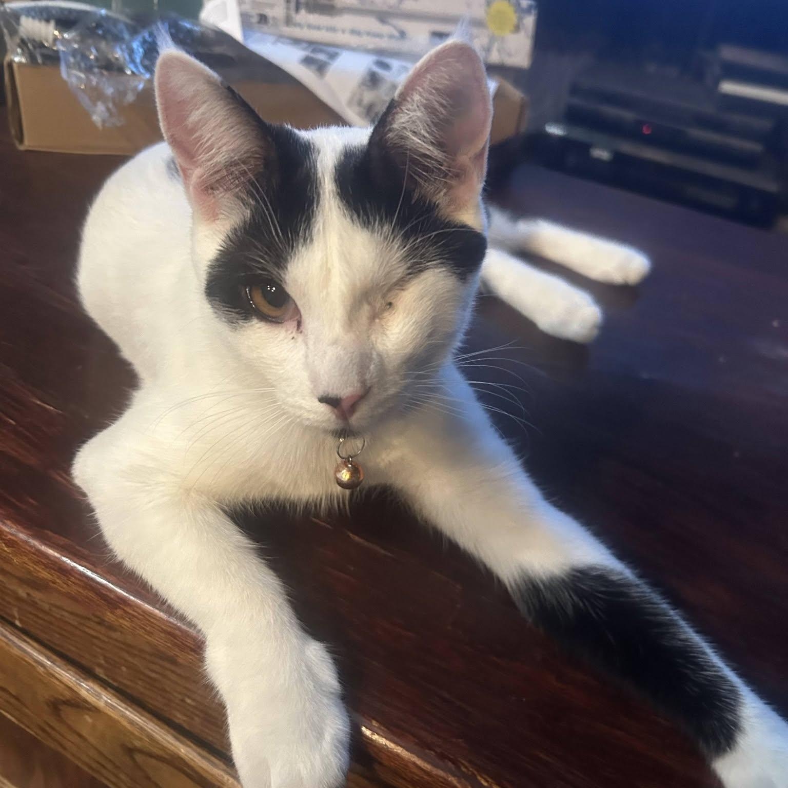 Enlarge Pyrite, a ADOPTABLE Domestic Short Hair in Concord, CA image 1/3