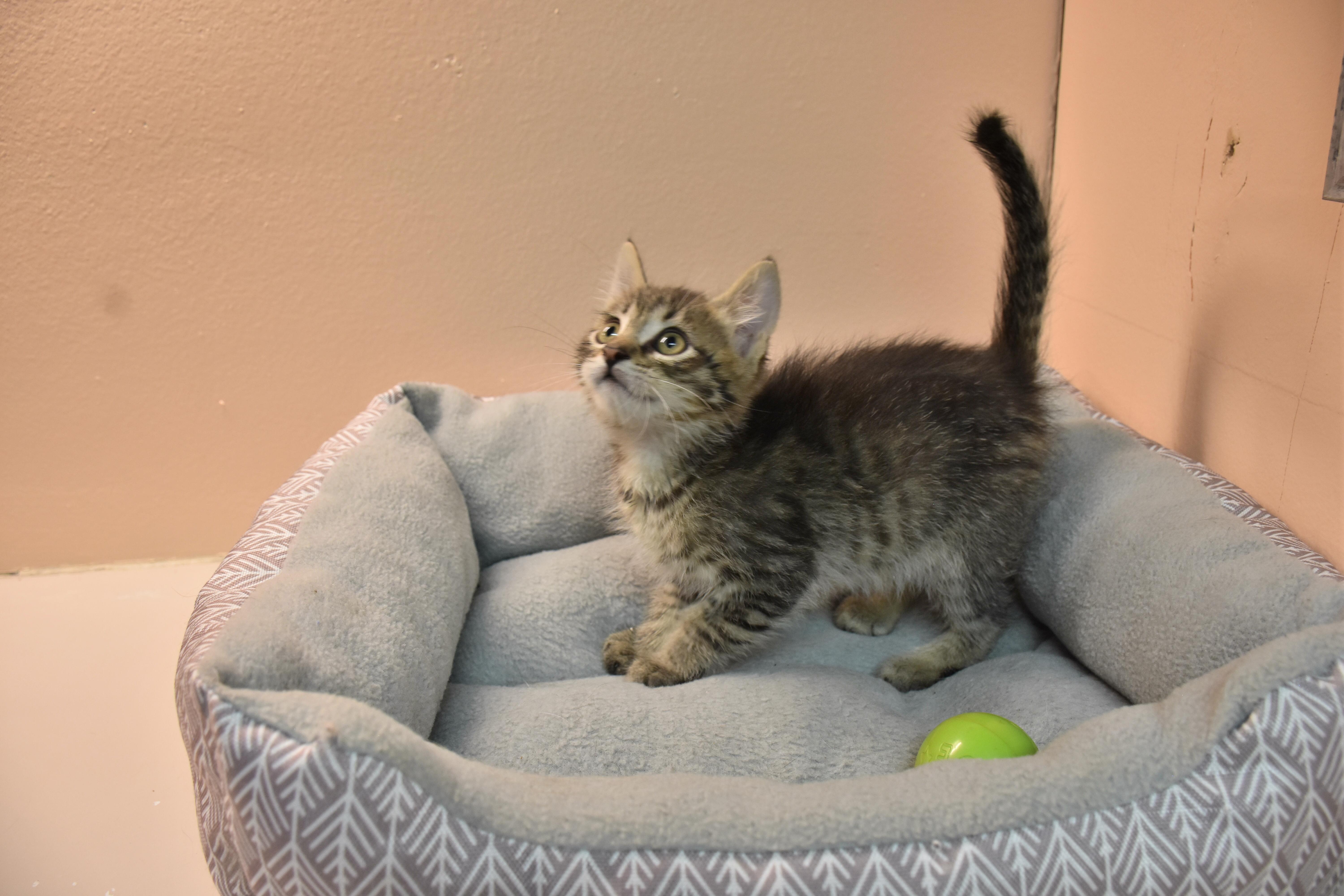Crumpet, adopted, Kitten Male Domestic Short Hair.