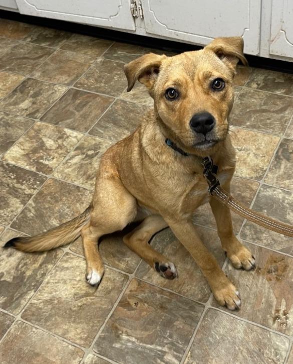 Lucy, a Adoptable mixed breed in Hartsville, SC image 1/2