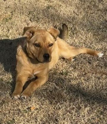 Lucy, a Adoptable mixed breed image 2/2