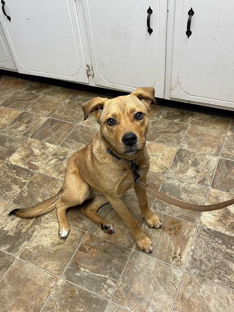 Lucy, an adoptable Labrador Retriever in Hartsville, SC, 29550 | Photo Image 1