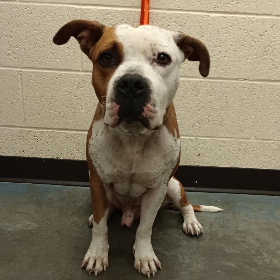 Cody — thumbnail 2