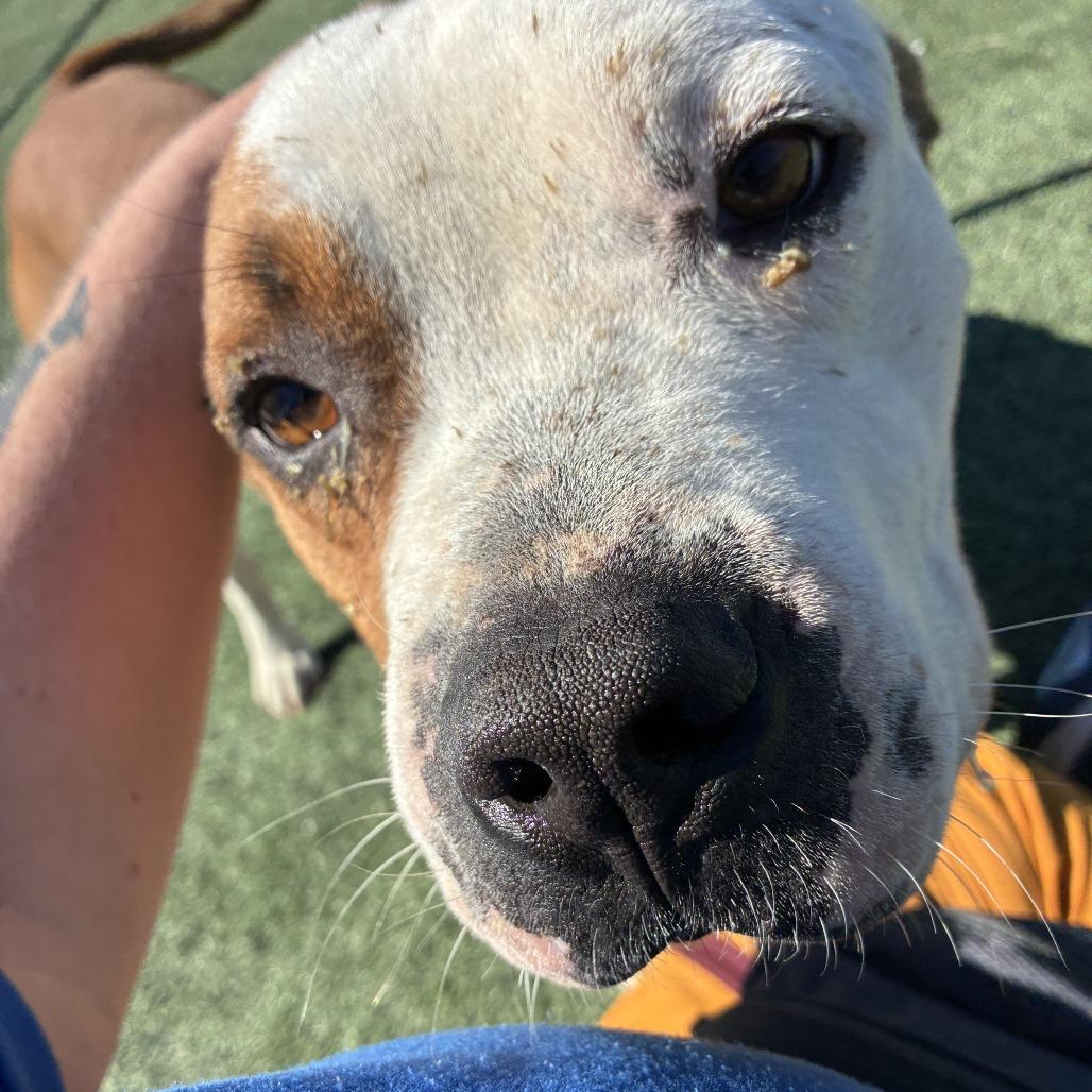 Cody — thumbnail 3