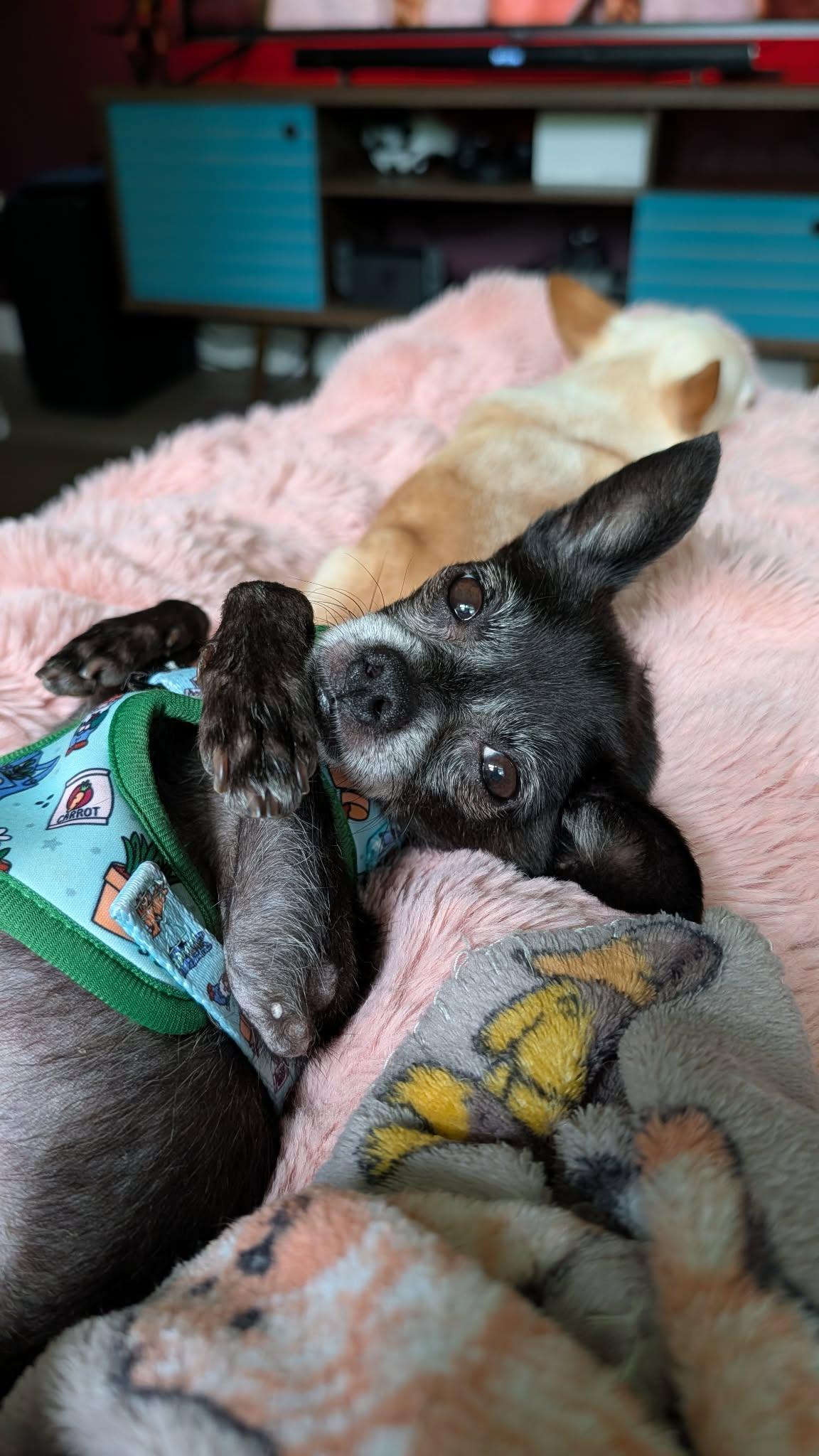 Kenzie, Adoptable, Senior Female Chihuahua.