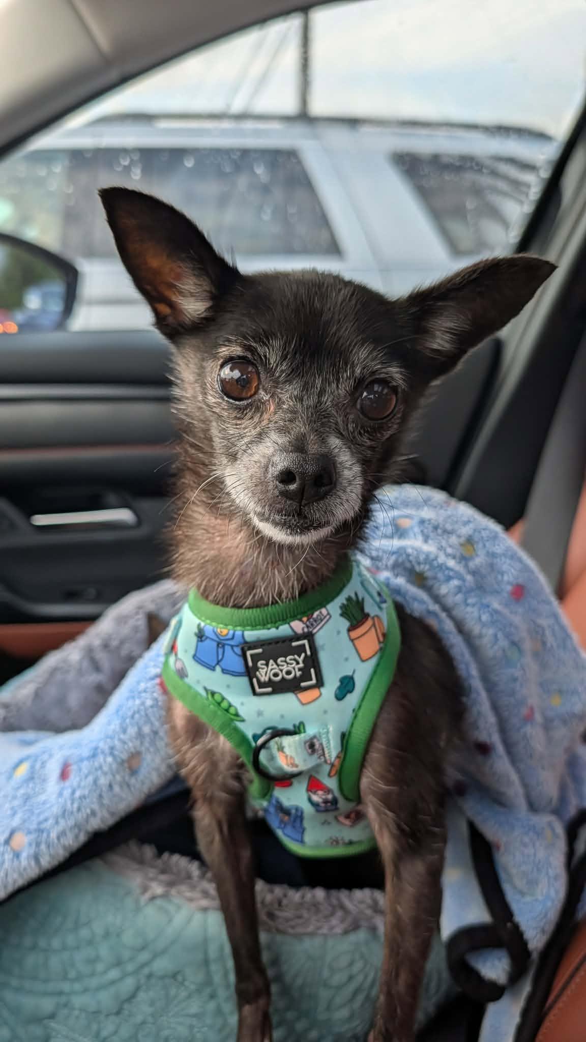 Enlarge Kenzie, a Adoptable Chihuahua in Austin, TX image 2/6