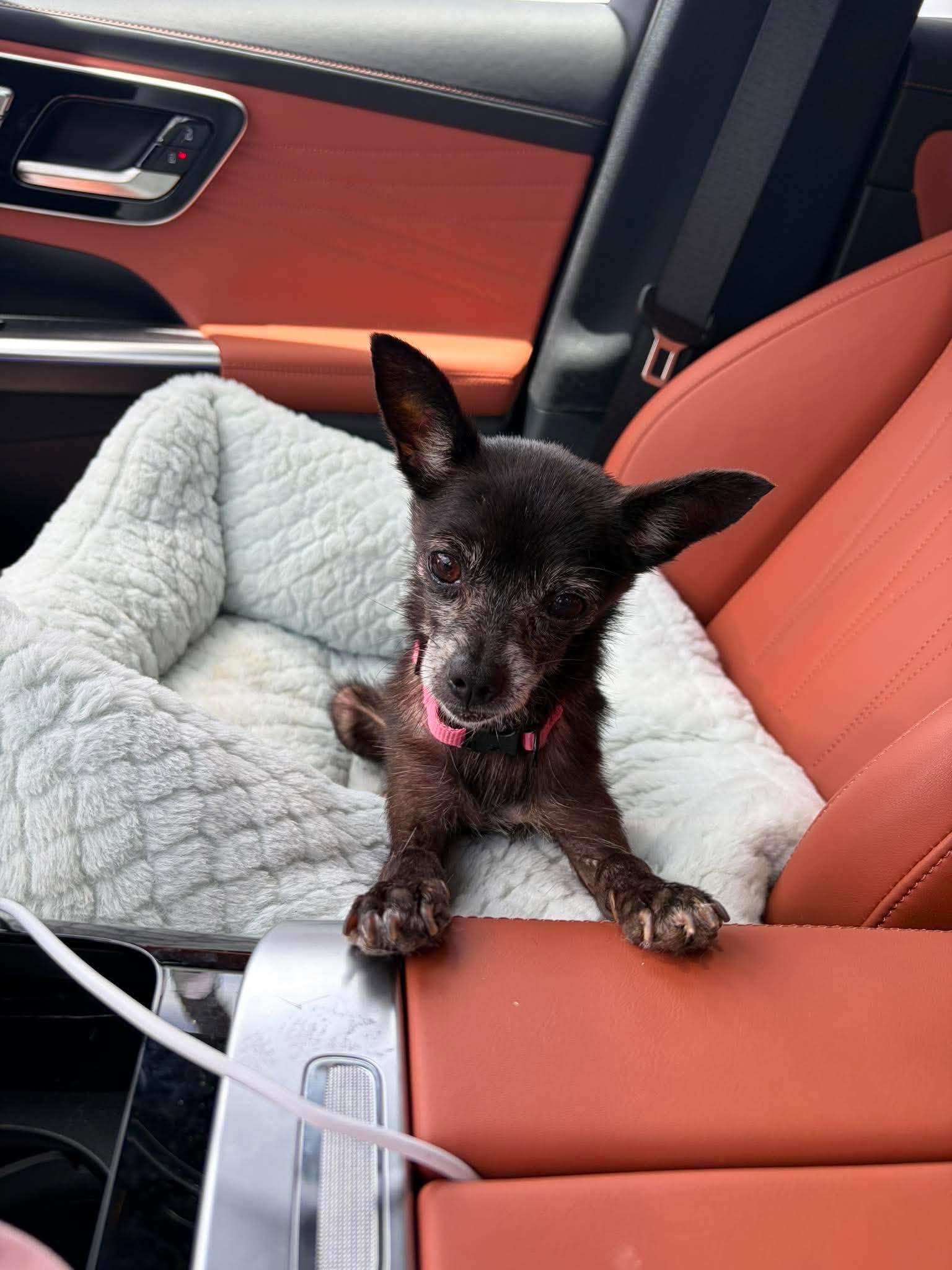 Enlarge Kenzie, a Adoptable Chihuahua in Austin, TX image 3/6