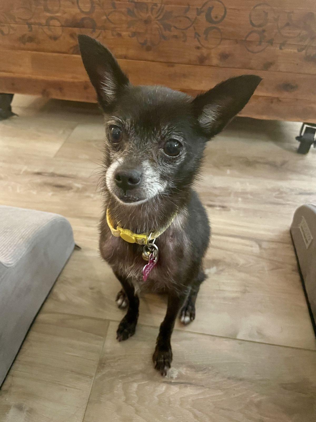 Enlarge Kenzie, a Adoptable Chihuahua in Austin, TX image 4/6